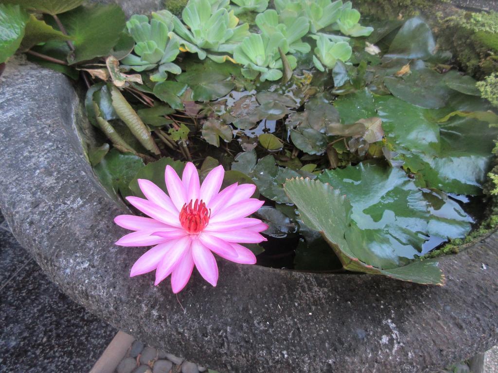 Rika Sanur Homestay מראה חיצוני תמונה